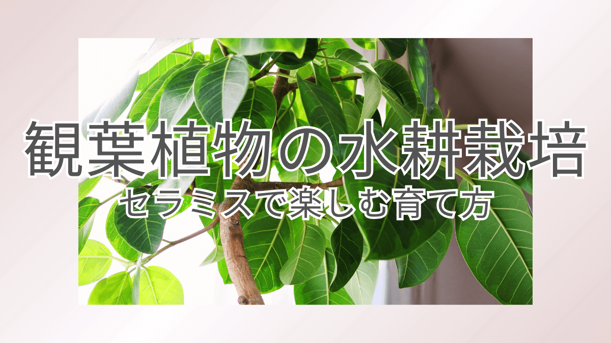 セラミスを使ってフィカスアルテシマを水耕栽培