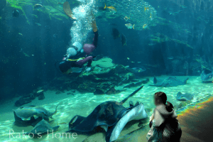 九十九島水族館 海きらら